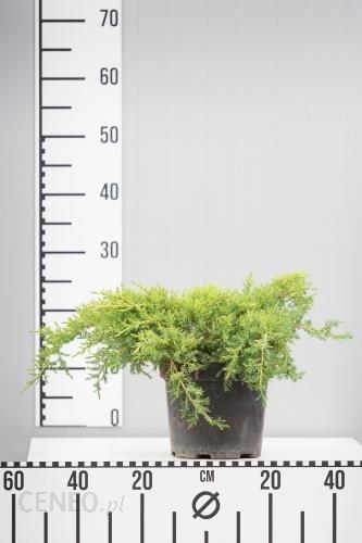 i-jalowiec-pfitzera-gold-star-allplants